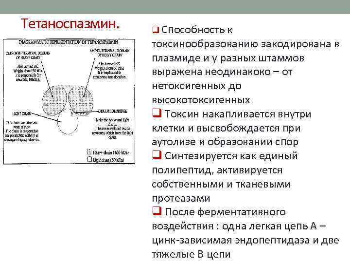 Тетаноспазмин. q Способность к токсинообразованию закодирована в плазмиде и у разных штаммов выражена неодинакоко