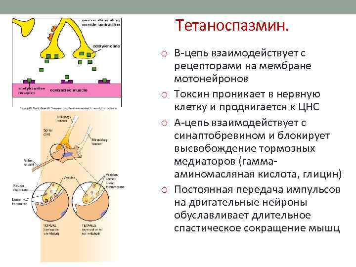 Тетаноспазмин. o В-цепь взаимодействует с рецепторами на мембране мотонейронов o Токсин проникает в нервную