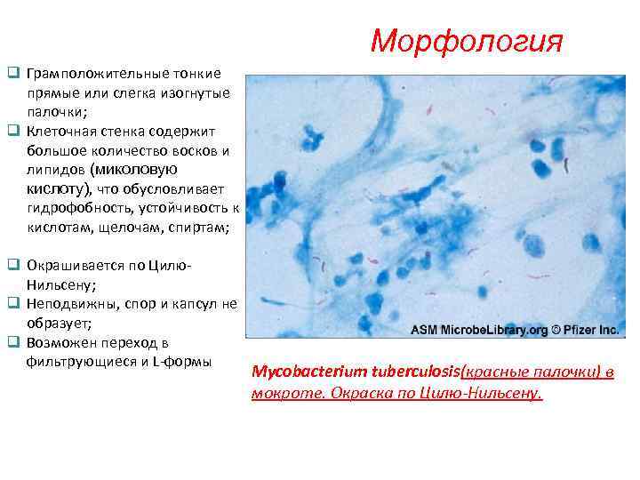 Морфология q Грамположительные тонкие прямые или слегка изогнутые палочки; q Клеточная стенка содержит большое