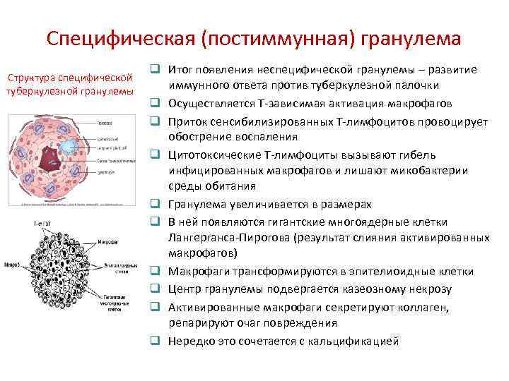 Специфическая структура. Строение туберкулезной гранулемы. Структура туберкулезной гранулемы. Клеточное строение туберкулезного бугорка. Строение туберкулезного бугорка.