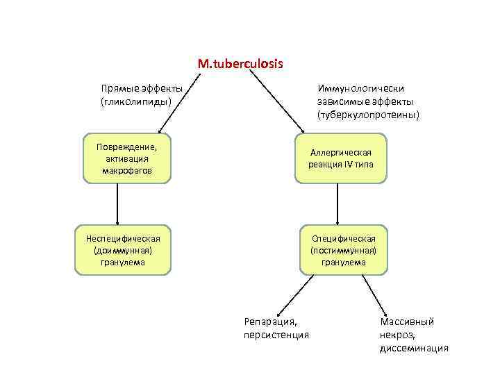 М. tuberculosis Прямые эффекты (гликолипиды) Повреждение, активация макрофагов Иммунологически зависимые эффекты (туберкулопротеины) Аллергическая реакция