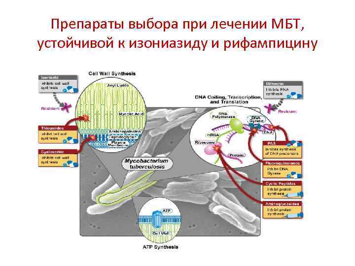 Препараты выбора при лечении МБТ, устойчивой к изониазиду и рифампицину 