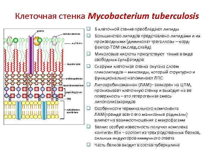 Клеточная стенка Mycobacterium tuberculosis q В клеточной стенке преобладают липиды q Большинство липидов представлено