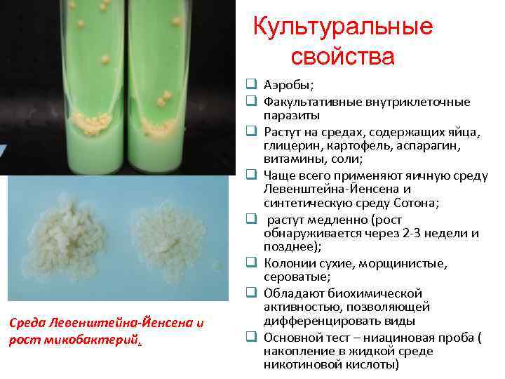 Культуральные свойства Среда Левенштейна-Йенсена и рост микобактерий. q Аэробы; q Факультативные внутриклеточные паразиты q