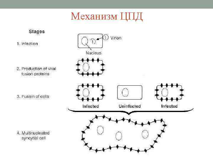 Механизм ЦПД 