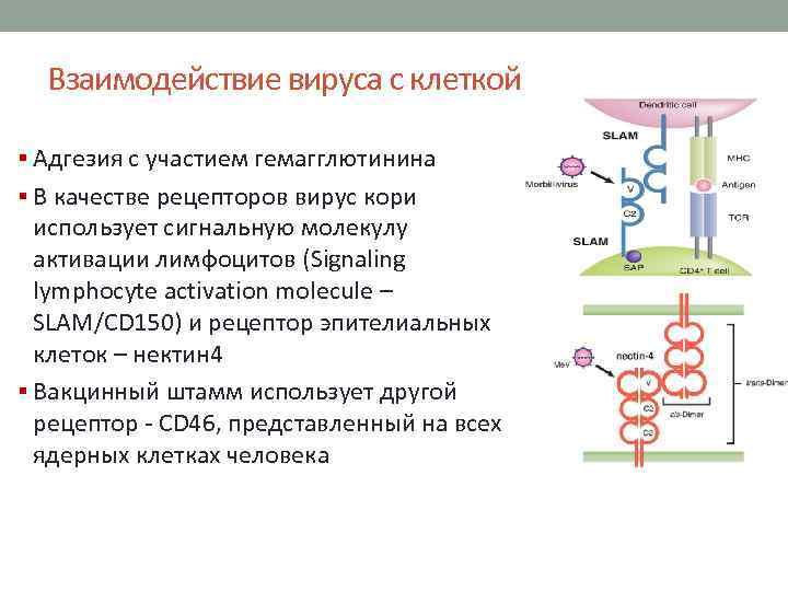 Взаимодействие вируса с клеткой § Адгезия с участием гемагглютинина § В качестве рецепторов вирус