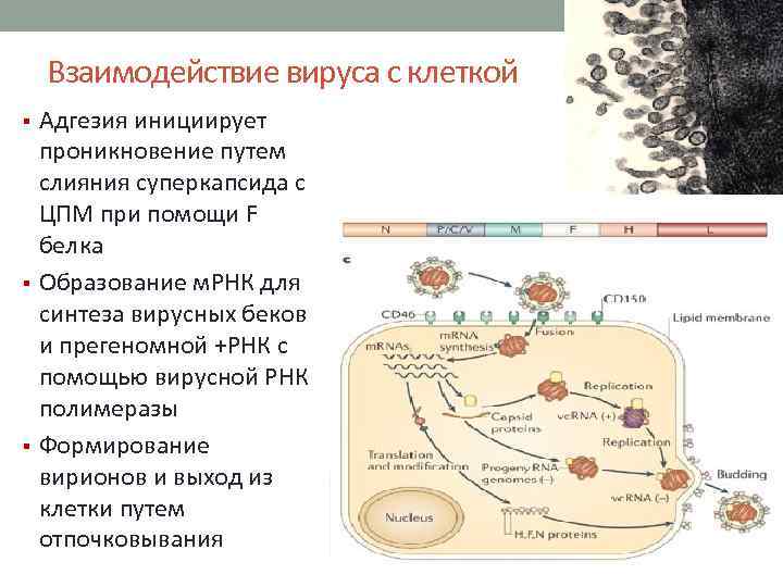 Взаимодействие вируса с клеткой Адгезия инициирует проникновение путем слияния суперкапсида с ЦПМ при помощи