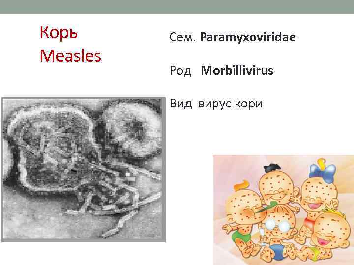 Корь Measles Сем. Paramyxoviridae Род Morbillivirus Вид вирус кори 