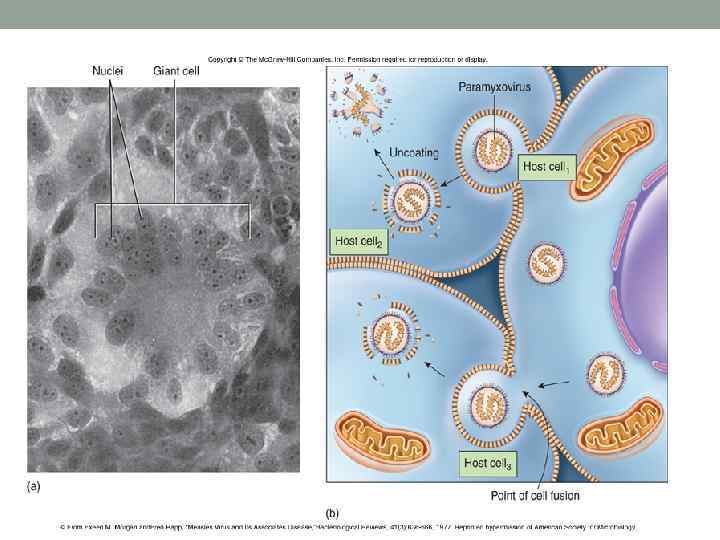 Insert figure 25. 5 Effects of paramyxoviruses 