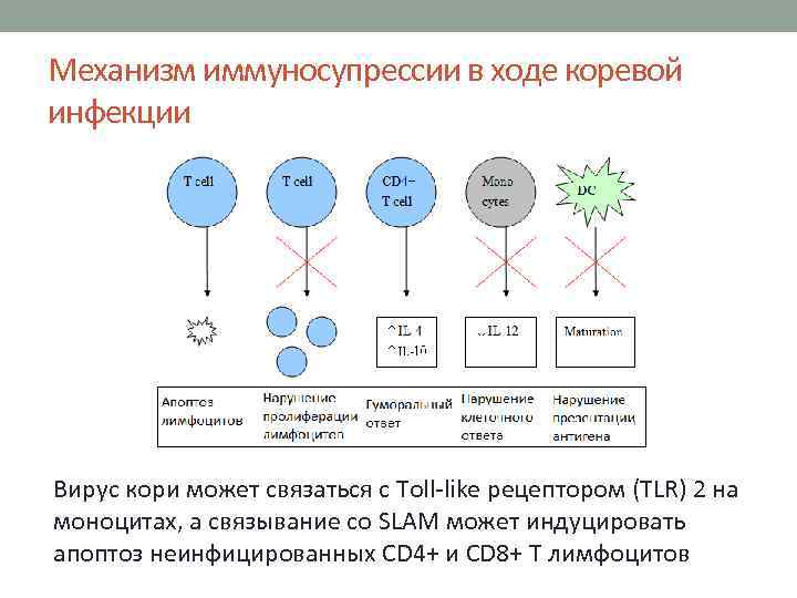 Механизм иммуносупрессии в ходе коревой инфекции Вирус кори может связаться с Toll-like рецептором (TLR)