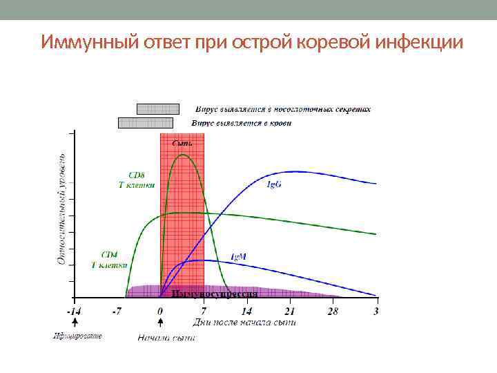 Иммунный ответ при острой коревой инфекции 