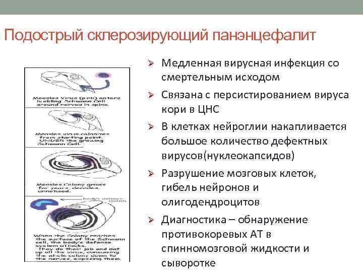 Подострый склерозирующий панэнцефалит Ø Ø Ø Медленная вирусная инфекция со смертельным исходом Связана с