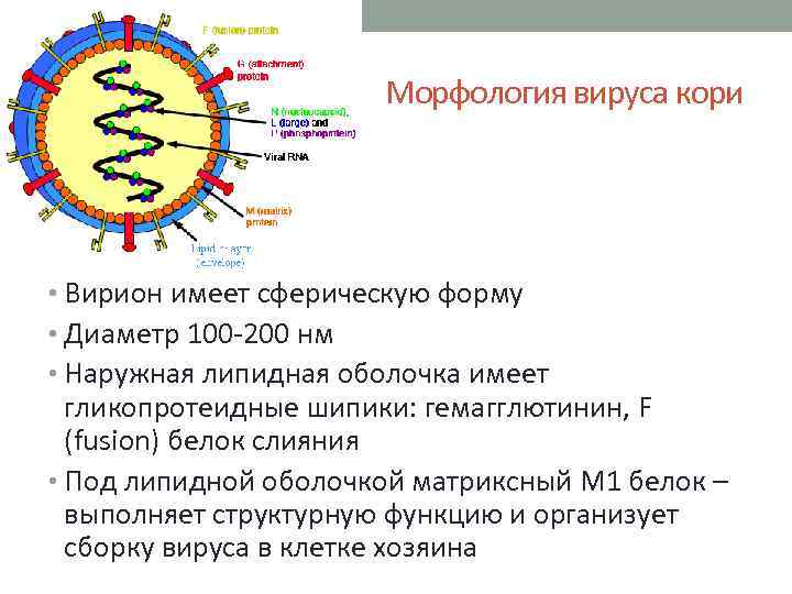 Морфология вируса кори • Вирион имеет сферическую форму • Диаметр 100 -200 нм •