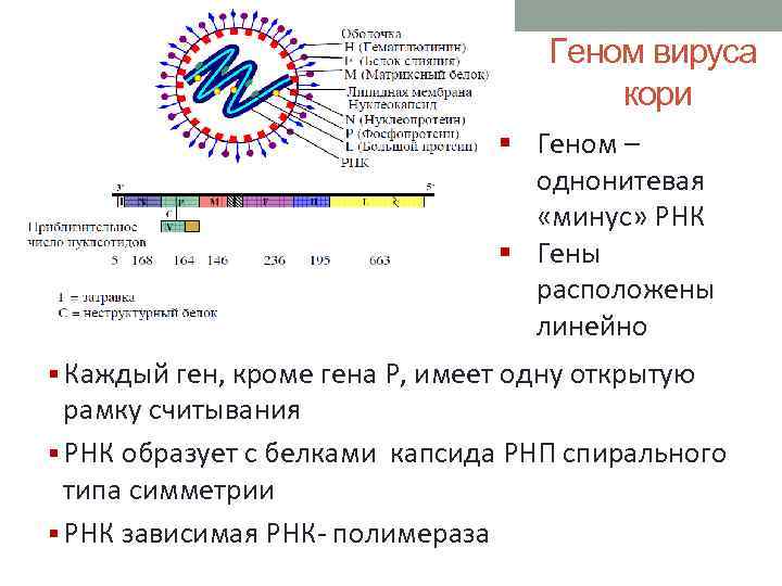 Геном вируса кори § Геном – однонитевая «минус» РНК § Гены расположены линейно §