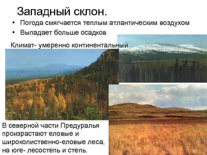 Западный склон. • Погода смягчается теплым атлантическим воздухом • Выпадает больше осадков Климат- умеренно