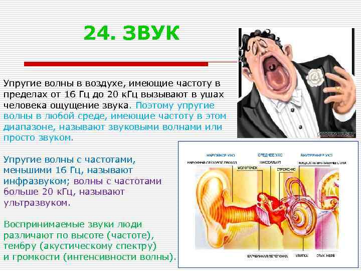 24. ЗВУК Упругие волны в воздухе, имеющие частоту в пределах от 16 Гц до