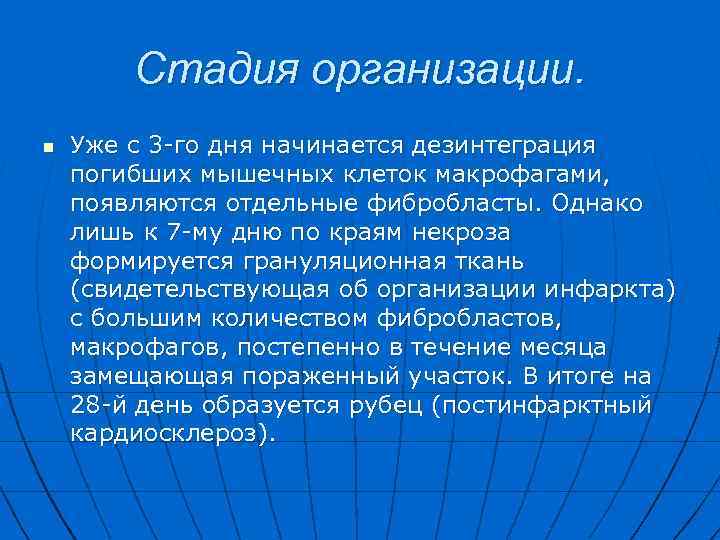 Стадия организации. n Уже с 3 -го дня начинается дезинтеграция погибших мышечных клеток макрофагами,