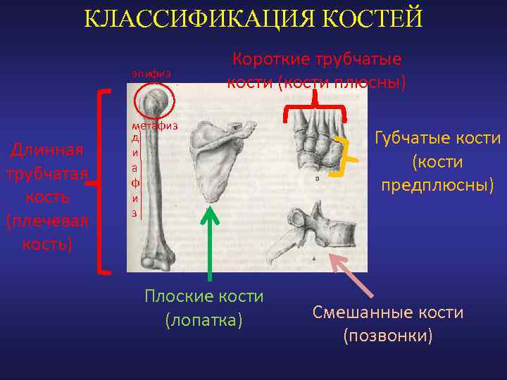 КЛАССИФИКАЦИЯ КОСТЕЙ эпифиз Длинная трубчатая кость (плечевая кость) Короткие трубчатые кости (кости плюсны) метафиз