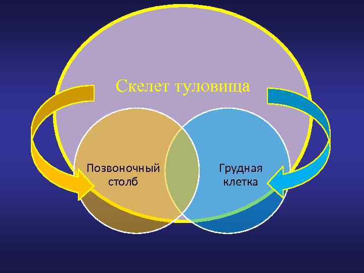 Скелет туловища Позвоночный столб Грудная клетка 