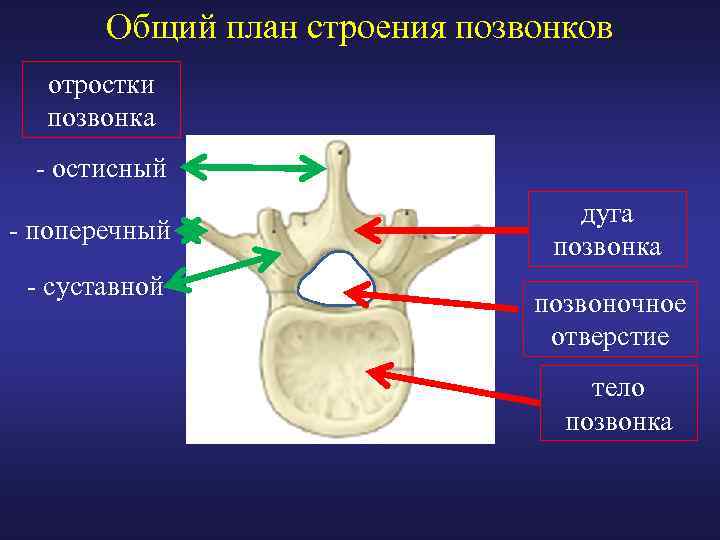 Поперечный отросток позвонка. Поперечные отростки позвонков. Общий план строения позвонков. Строение поперечного позвонка.