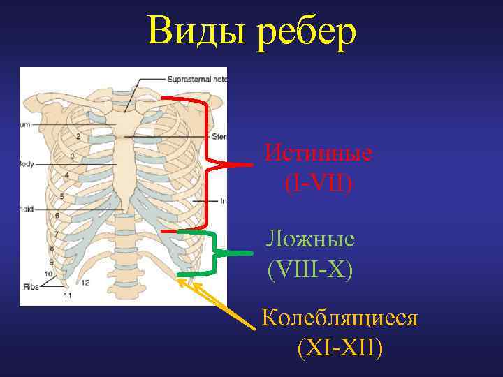 Нижние края ребер. Истнинные и ложные рёбра. Классификация ребер. Истинные ребра анатомия. Ложные ребра у человека.