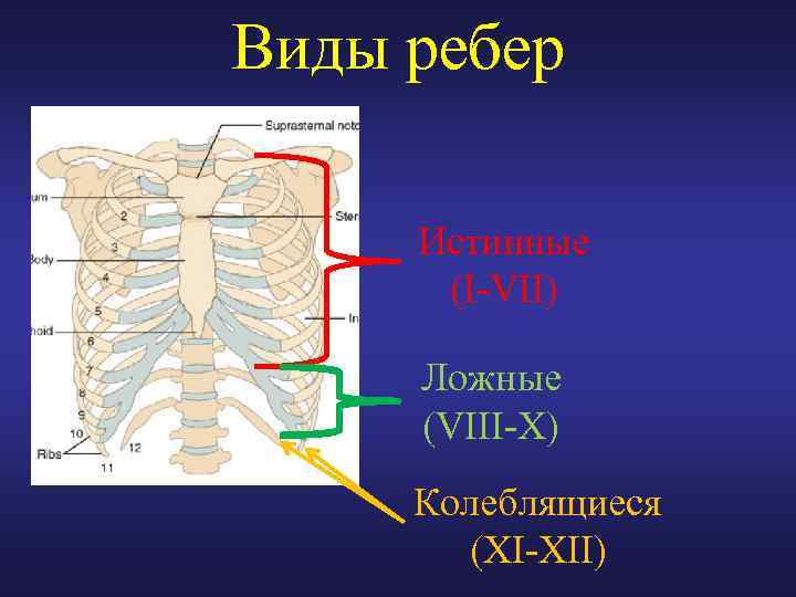 Пар ребер. Истинные и ложные ребра. Виды ребер. Ложные ребра строение. Истинные ребра.