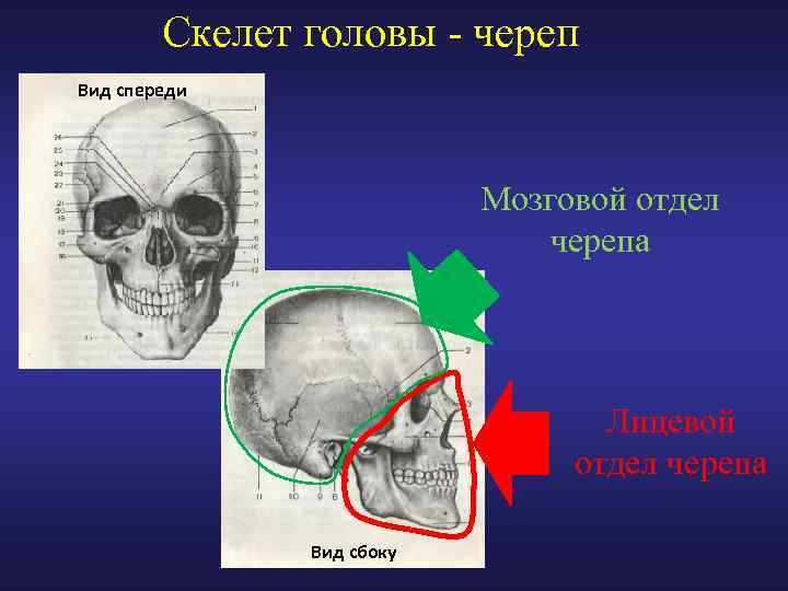 Скелет головы - череп Вид спереди Мозговой отдел черепа Лицевой отдел черепа Вид сбоку