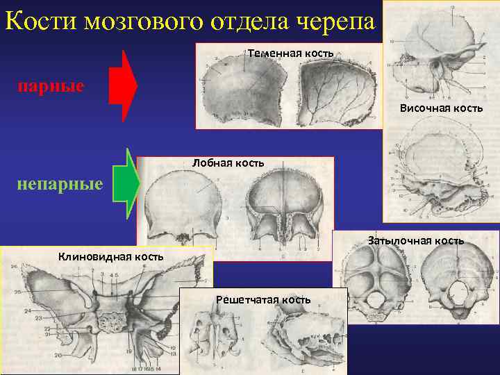 Мозговые кости какие. Теменная кость мозговой отдел. Мозговой отдел черепа затылочная кость. Височная кость мозговой отдел. Кости мозгового отдела черепа решетчатая.