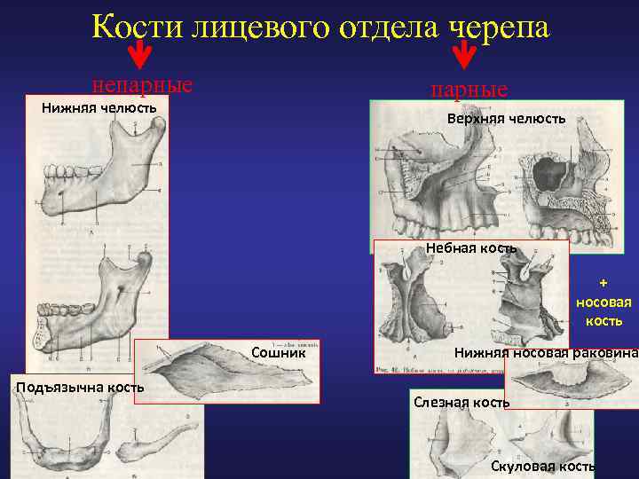 Кости лицевого отдела черепа непарные Нижняя челюсть Верхняя челюсть Небная кость + носовая кость