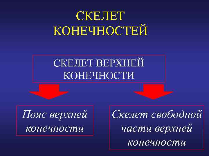 СКЕЛЕТ КОНЕЧНОСТЕЙ СКЕЛЕТ ВЕРХНЕЙ КОНЕЧНОСТИ Пояс верхней конечности Скелет свободной части верхней конечности 