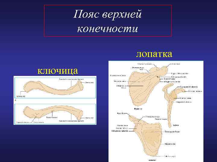 В поясе передних конечностей ключицы отсутствуют у