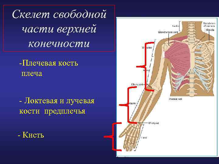 Скелет свободной части верхней конечности -Плечевая кость плеча - Локтевая и лучевая кости предплечья