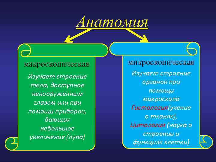 Анатомия макроскопическая микроскопическая Изучает строение тела, доступное невооруженным глазом или при помощи приборов, дающих