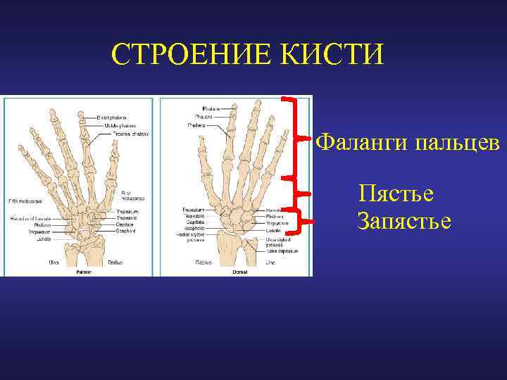 Запястьев или запястий. Фаланги пальцев строение. Строение кисти фаланги. Строение пальцев кисти. Строение фаланг пальцев кисти.