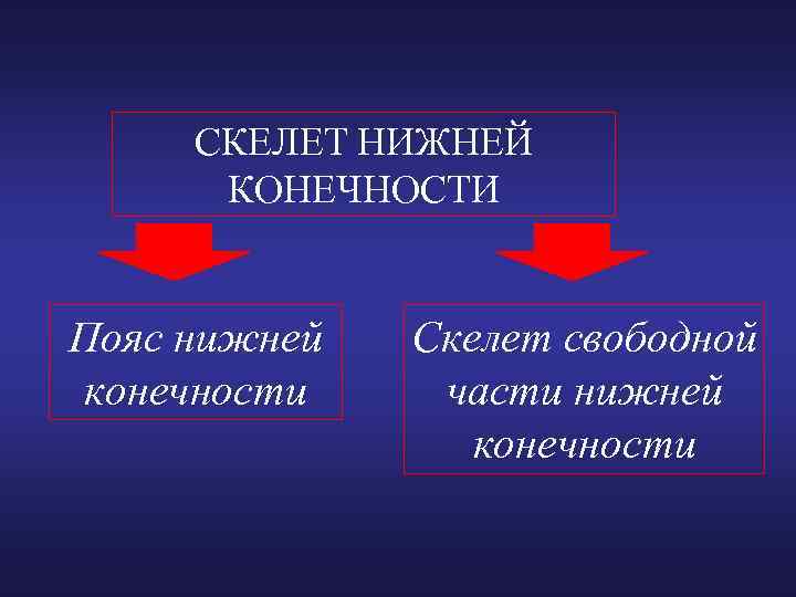 СКЕЛЕТ НИЖНЕЙ КОНЕЧНОСТИ Пояс нижней конечности Скелет свободной части нижней конечности 