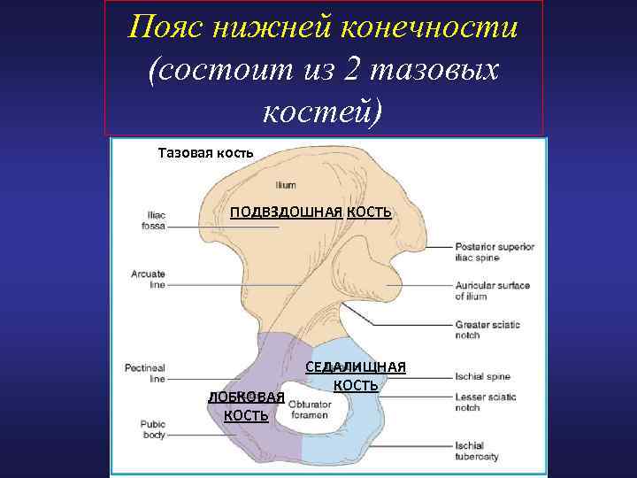 Пояс нижней конечности (состоит из 2 тазовых костей) Тазовая кость ПОДВЗДОШНАЯ КОСТЬ ЛОБКОВАЯ КОСТЬ