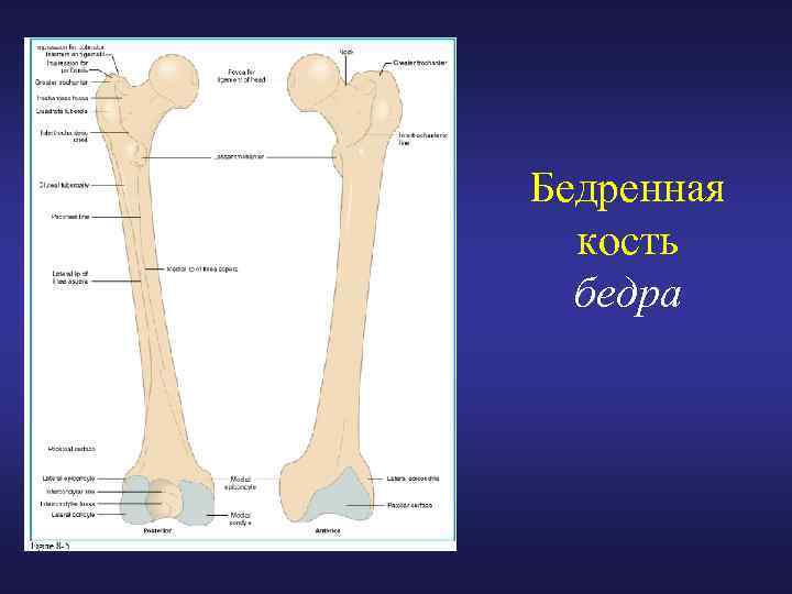 Где находится вертельная кость бедра фото