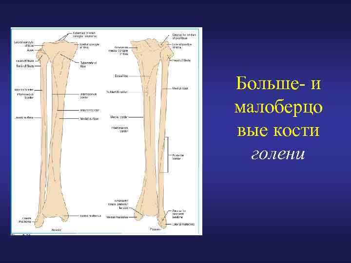 Больше- и малоберцо вые кости голени 