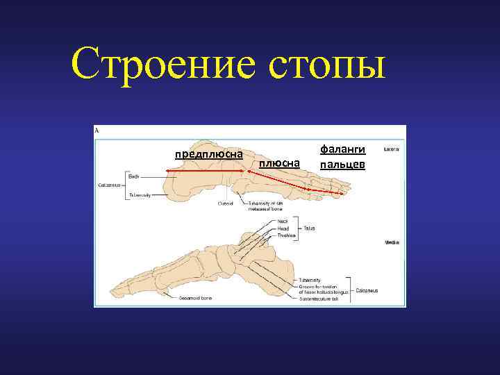 Строение стопы предплюсна фаланги пальцев 