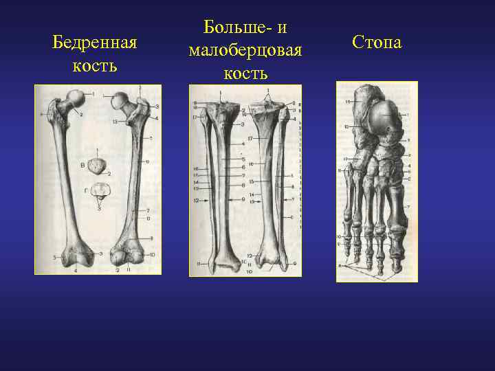 Бедренная кость Больше- и малоберцовая кость Стопа 