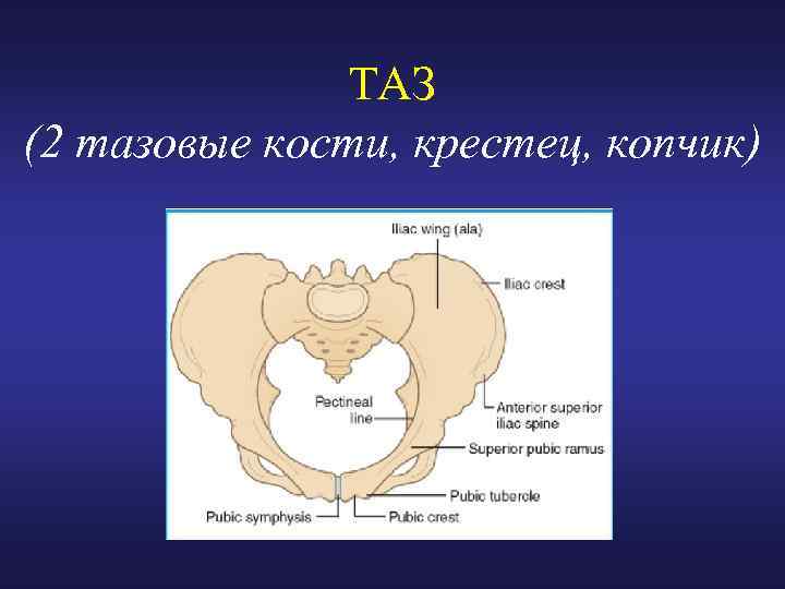 ТАЗ (2 тазовые кости, крестец, копчик) 