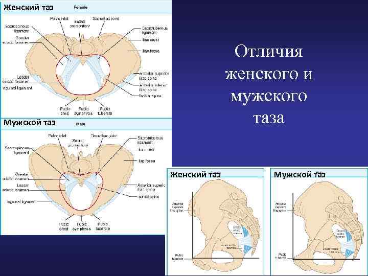 Особенности таза женщины. Мужской и женский таз. Отличия мужского и женского таза.