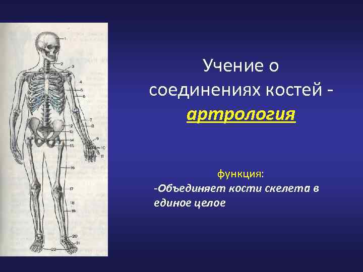 Учение о соединениях костей артрология функция: -Объединяет кости скелета в единое целое 