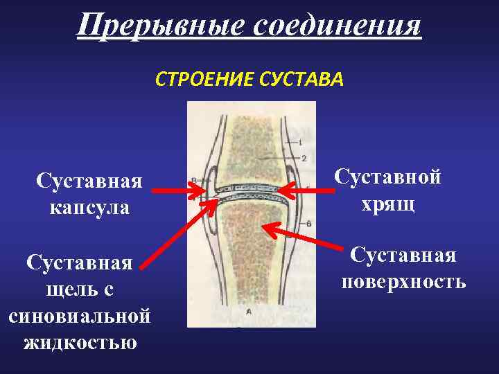 Прерывное соединение кости