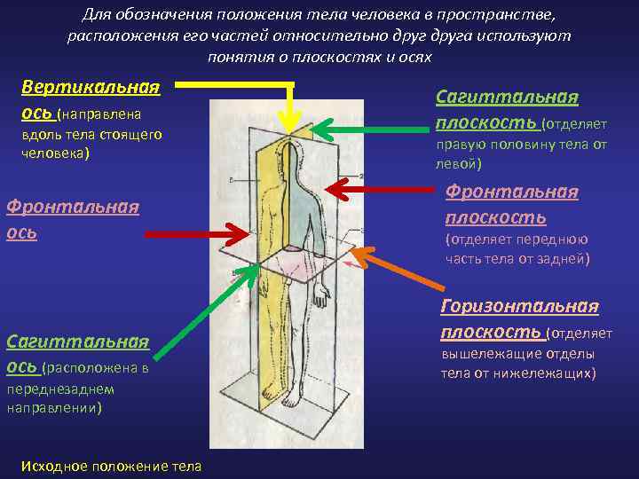 Термин использующийся для обозначения. Положение тела человека в пространстве. Для обозначения положения тела человека в пространстве. Положение тела в пространстве анатомия. Положение тела в пространстве термины.