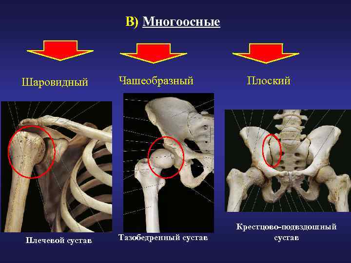 В) Многоосные Шаровидный Плечевой сустав Чашеобразный Тазобедренный сустав Плоский Крестцово-подвздошный сустав 