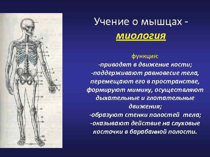 Учение о мышцах миология функция: -приводят в движение кости; -поддерживают равновесие тела, перемещают его