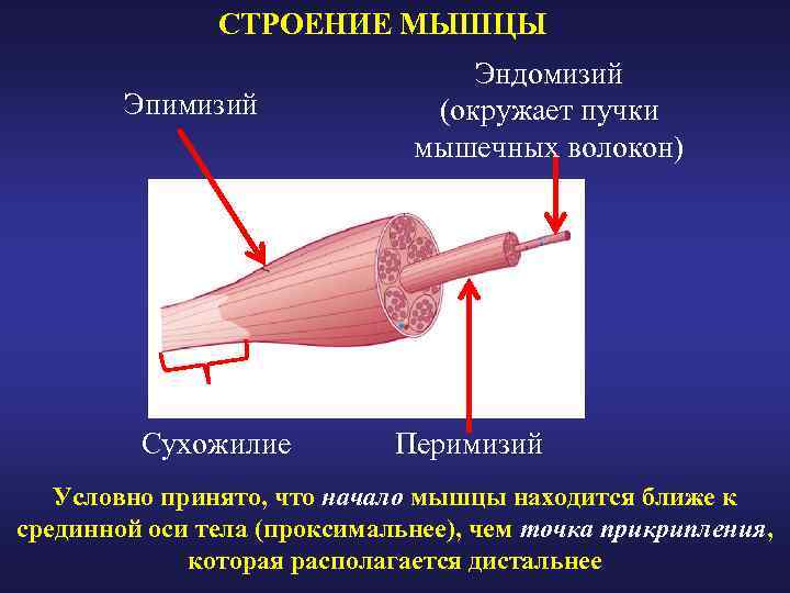 Оболочка покрывающая мышцы