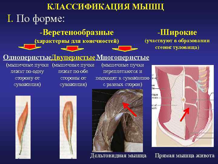 КЛАССИФИКАЦИЯ МЫШЦ I. По форме: -Веретенообразные -Широкие (характерны для конечностей) (участвуют в образовании стенок