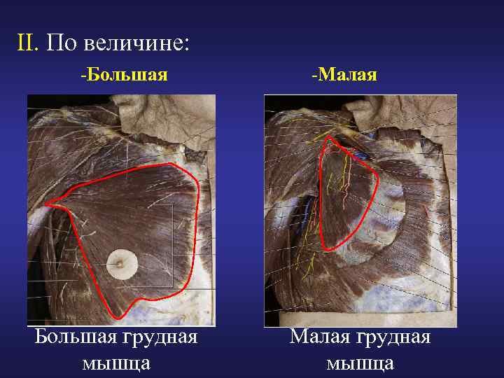 II. По величине: -Большая грудная мышца -Малая грудная мышца 